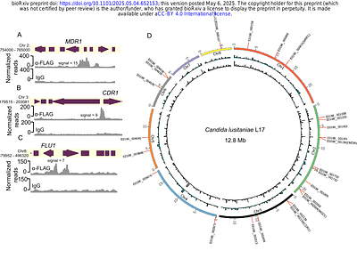 Coordinated regulation of Mdr1- and Cdr1-mediated protection from antifungals by the Mrr1 transcription factor in emerging Candida spp.