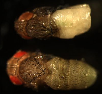 A tardigrade cytochrome P450 perturbs Drosophila melanogaster development