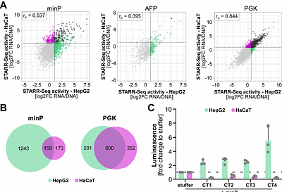 STARR-CRAAVT: A platform to design cell type-specific regulatory elements for next-generation gene therapy