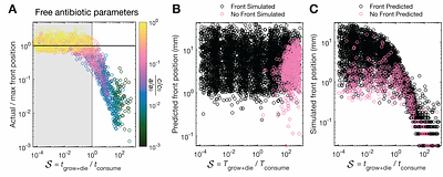 A nutrient bottleneck limits antibiotic efficacy in structured bacterial populations