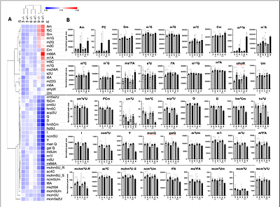 Distinct age- and pathology-dependent epitranscriptome and translational dysfunction in a tauopathy mouse model