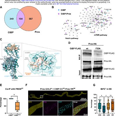 Metabolic control of enteroendocrine cell fate through a redox state sensor CtBP