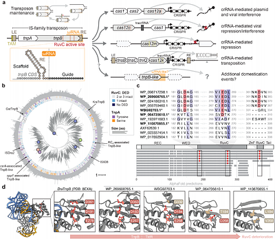 Emergence of RNA-guided transcription factors via domestication of transposon-encoded TnpB nucleases