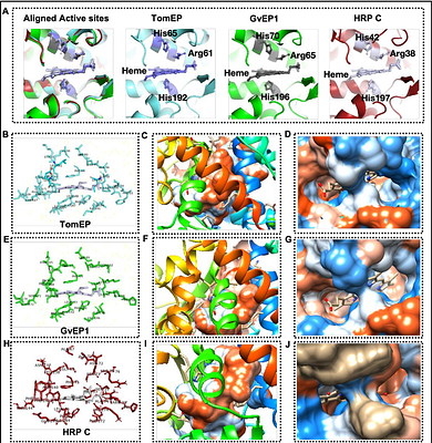 In silico analysis reveals the structural basis of TomEP specificity, a tomato extensin peroxidase