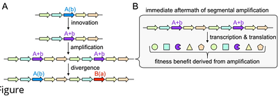 The transcriptomic and proteomic ramifications of segmental amplification
