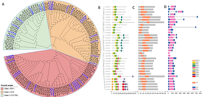 miR319 promotes de novo shoot regeneration by repressing LsTCP4 in lettuce