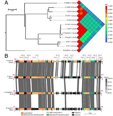 Genomic footprint of a shared Type 5 prophage in 'Candidatus Liberibacter asiaticus' and 'Candidatus Liberibacter africanus', two destructive bacterial pathogens of citrus huanglongbing