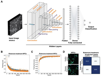 A deep learning convolutional neural network distinguishes neuronal models of Parkinson's disease from matched controls