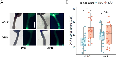 Nitric Oxide Modulates Auxin Signaling through TIR1 S-Nitrosylation During Thermomorphogenesis in Arabidopsis