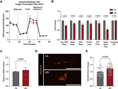 PITX2C Deficiency Promotes Arrhythmogenic Remodeling via Oxidative Stress in Atrial Myocytes