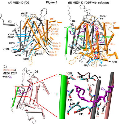 Molecular Basis of High-light Adaptation in Cyanobacteria and Cyanophages through the D1/D2 subunits of Photosystem II