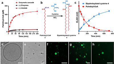 De Novo Protocell Membrane Formation Fueled by Primitive Metabolites
