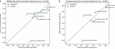 Branch-resolved IFN/STING-linked lesion-state architecture in psoriasis: multi-cohort derivation, held-out bulk replication and single-cell context analysis