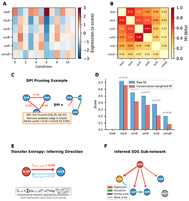 Correlation Between Information Entropy and Functions of Gene Sequences in the Evolutionary Context: A New Way to Construct Gene Regulatory Networks from Sequence