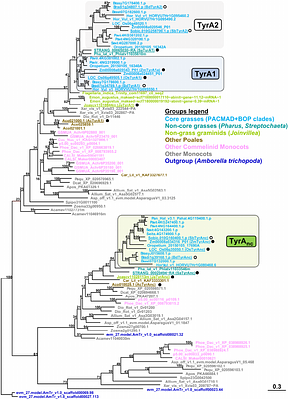 Dynamic Retuning of Precursor Supply Before and After the Evolution of the Dual Lignin Pathway in Poales