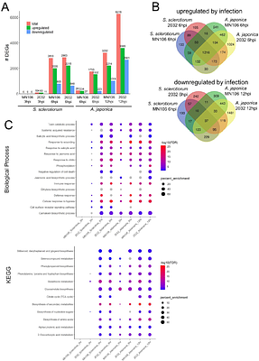 Fungal susceptibility and early flowering in pennycress (Thlaspi arvense) are conferred by naturally occurring mutations in histone demethylase Jumonji 14