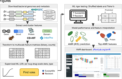 From sequence to signature: Uncovering multiscale AMR features across bacterial pathogens with supervised machine learning