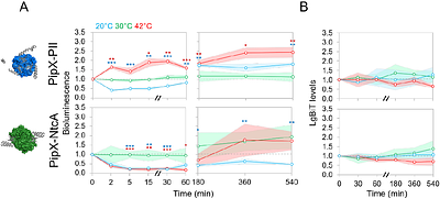 Temperature changes are signaled in cyanobacteria through the PipX interaction network