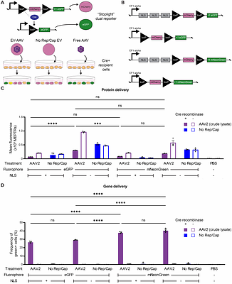 Distinguishing Protein and Gene Delivery Enables Characterization and Bioengineering of Extracellular Vesicle-Adeno-Associated Virus Vectors