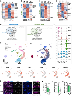 Mitotic bookmarking by Prox1 preserves mammalian neuronal lineage identity memory via promoting timely H3K27me3 restoration