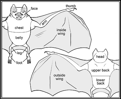 Vampire bats target their social grooming to hard-to-reach body parts
