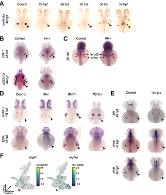 Embryo-scale single-cell chemical transcriptomics reveals dependencies between cell types and signaling pathways