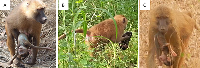 Post-mortem infant-directed behaviours in wild Guinea baboons