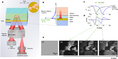 Plasmonic imaging of living pancreatic beta-cell networks