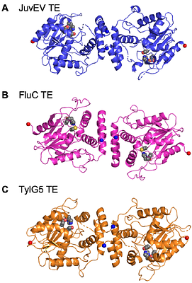 Substrate Trapping in Polyketide Synthase Thioesterase Domains: Structural Basis for Macrolactone Formation