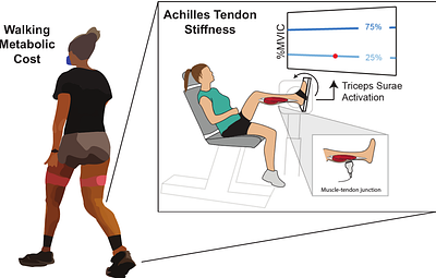 Reduced Achilles tendon stiffness in aging persists at matched activations and associates with higher metabolic cost of walking