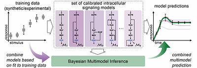 Increasing certainty in systems biology models using Bayesian multimodel inference