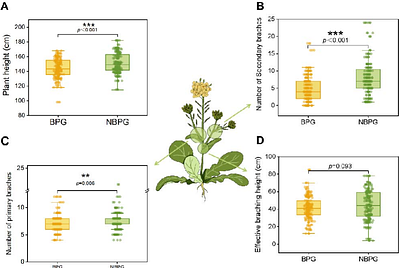 Managed Bee Pollination Enhances Yield and Seed Quality in Brassica napus through Flowering Duration and Agronomic Trait Modulation