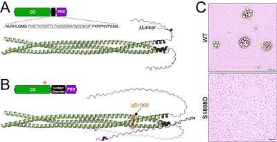 Liquid-solid phase transitions in the biological condensates of a conserved mitotic spindle regulator