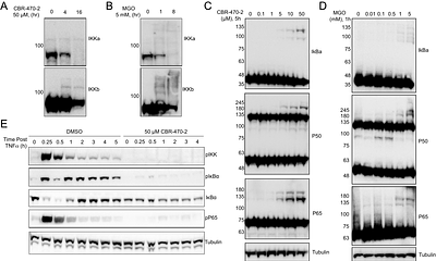 Inhibition of NF-κB Signaling by the Reactive Glycolytic Metabolite Methylglyoxal