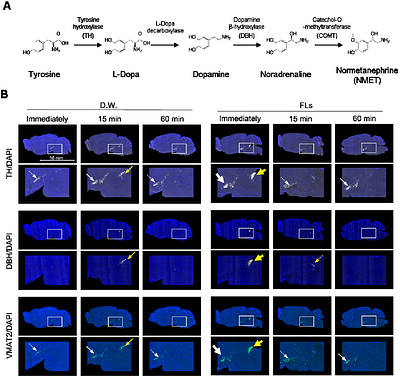 Astringent flavanol fires the locus-noradrenergic system, regulating neurobehavior and autonomic nerves