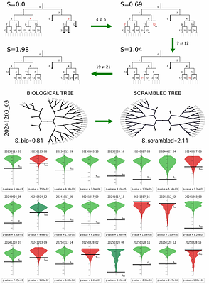 Topology, Kinetics and Inheritance in Clonal Colonies of Bone Marrow Stromal Cells