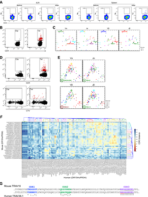 Unconventional presentation of an immunodominant HLA-DR15-restricted nephritogenic proteinase 3 epitope implicated in vasculitis