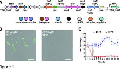 T6SS4 is heterogeneously expressed in Y. pseudotuberculosis and is a target for transcriptional and post-transcriptional regulation