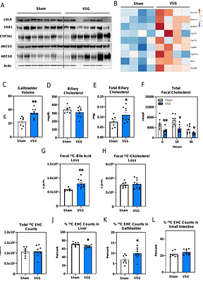 Cholesterol Metabolism in a Murine Model of Vertical Sleeve Gastrectomy