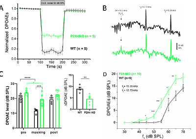 Medial olivocochlear efferent modulation of cochlear micromechanics requires P2X4 expression in outer hair cells
