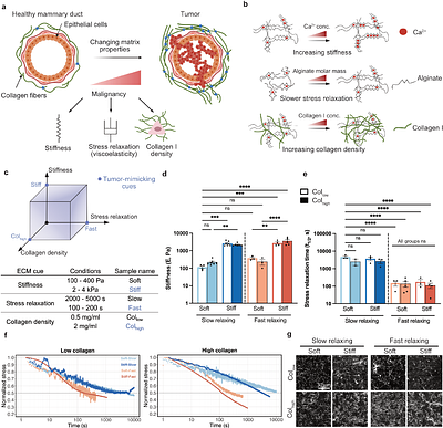 Sp1 mechanotransduction regulates breast cancer cell invasion in response to multiple tumor-mimicking extracellular matrix cues
