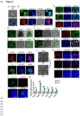 A Universal 6iL/E4 Culture System for Deriving and Maintaining Embryonic Stem Cells Across Mammalian Species