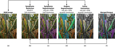 From Canopy Images to Organ-Level Disease Assessments: A Scalable Approach to Measure Quantitative Resistance in the Field