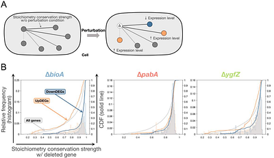 Global propagation of genetic perturbation effects through genome-wide stoichiometry conservation architecture