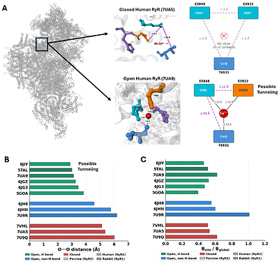 Proton tunneling at the ryanodine receptor Ca2+ activation site provides temperature-invariant noise for robust Ca2+-induced Ca2+ release