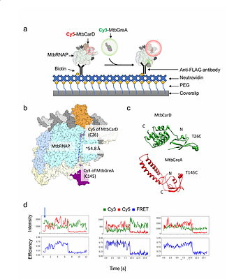 Single-Molecule Methods to Investigate Mechanisms of Transcription by RNA Polymerase of Mycobacterium tuberculosis