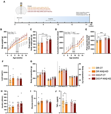 Depletion of astrocyte inflammatory pathway in the arcuate nucleus of the hypothalamus is sufficient to prevent the diet-induced metabolic alterations of polygenically predisposed obese rats
