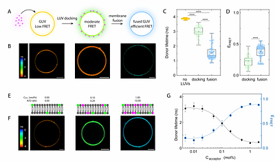 Lipid-conjugated DNA enables on-demand delivery of lipids and proteins to synthetic cells