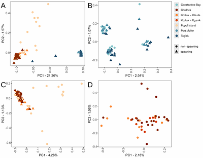 Cryptic diversity arises from glacial cycles in Pacific herring, a critical forage fish
