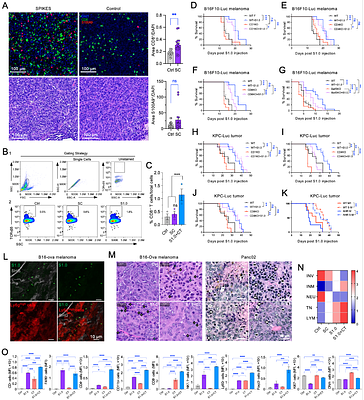 A Synthetic Microbial Therapy Rewires Antitumor Immunity Across Multiple Cancer Types